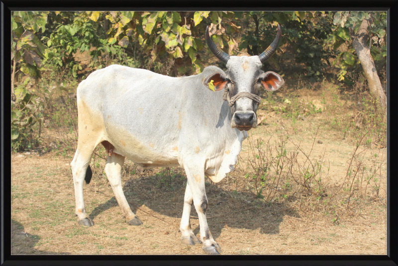 Bhopal Cow - Great Pictures Framed