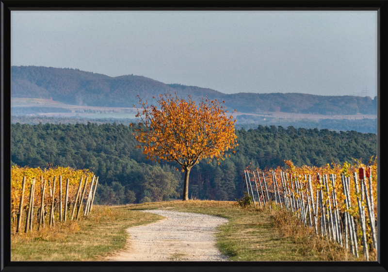 Volkach Hallburg Vineyard - Great Pictures Framed