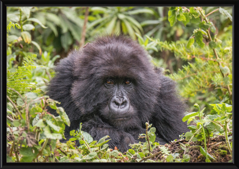 A Mountain Gorilla in Rwanda - Great Pictures Framed