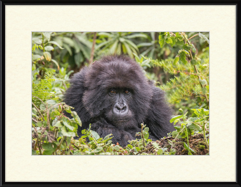 A Mountain Gorilla in Rwanda - Great Pictures Framed