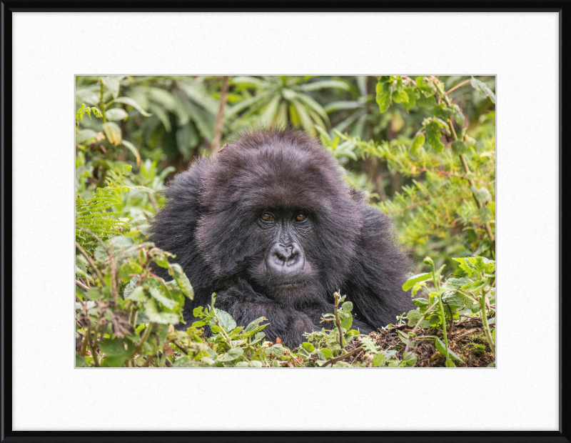 A Mountain Gorilla in Rwanda - Great Pictures Framed