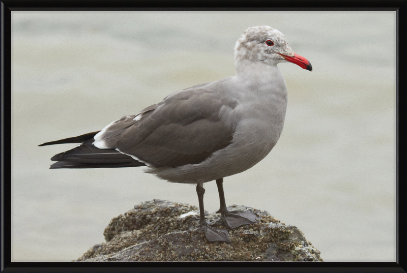 Larus Heermanni at Richardson Bay - Great Pictures Framed