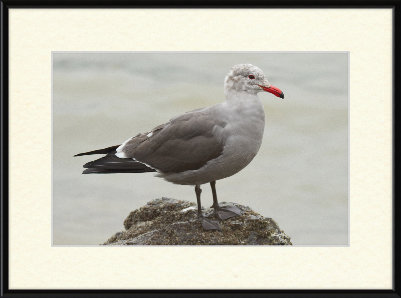 Larus Heermanni at Richardson Bay - Great Pictures Framed