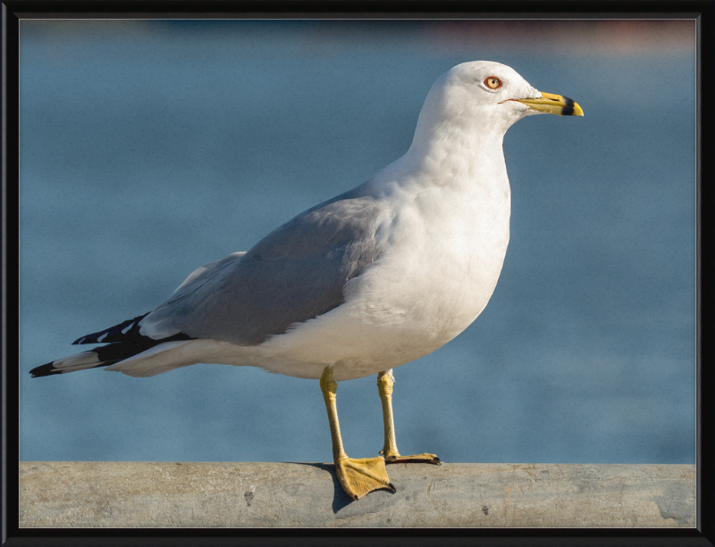 Ring-billed Gull in Red Hook - Great Pictures Framed
