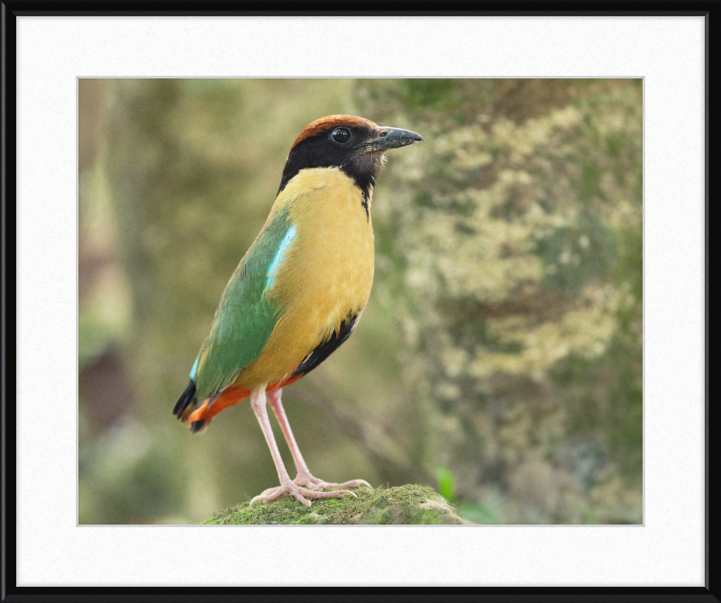Pitta Versicolor - Kembla Heights - Great Pictures Framed