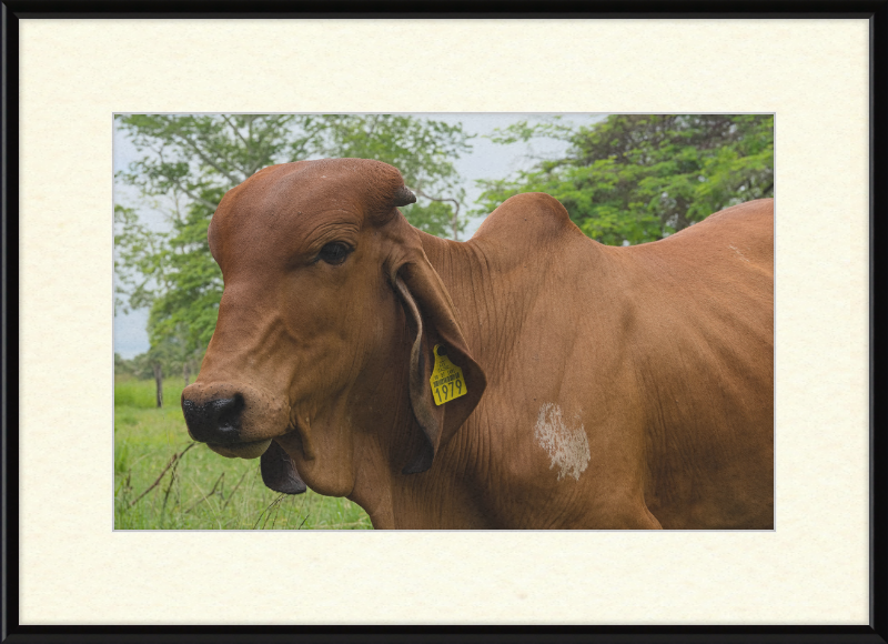 A Regal Cow in Baláncan, Mexico - Great Pictures Framed