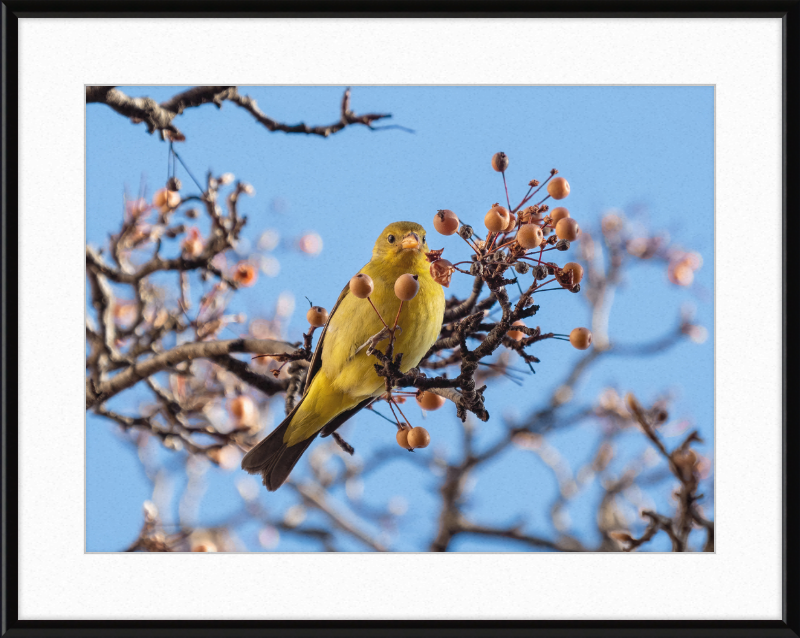 Western Tanager in Chelsea - Great Pictures Framed
