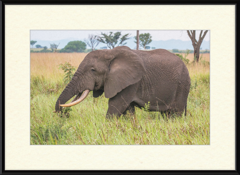 An African Elephant - Great Pictures Framed
