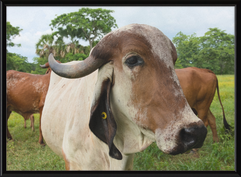 Cow in Balancán, Mexico - Great Pictures Framed