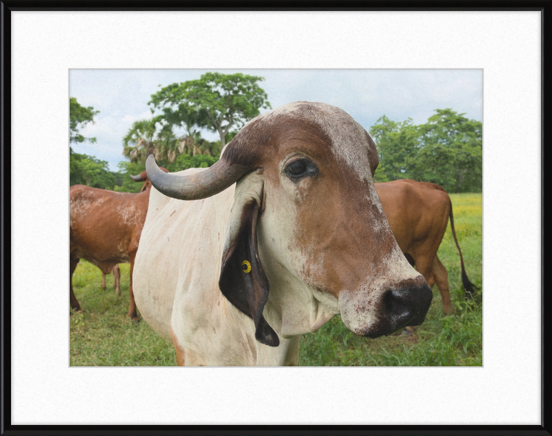 Cow in Balancán, Mexico - Great Pictures Framed
