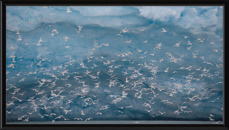 Kittywakes (Rissa Tridactyla) Hunting Fish at a Glacier on Svalbard - Great Pictures Framed