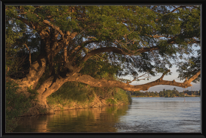 The Albizia Saman - Great Pictures Framed