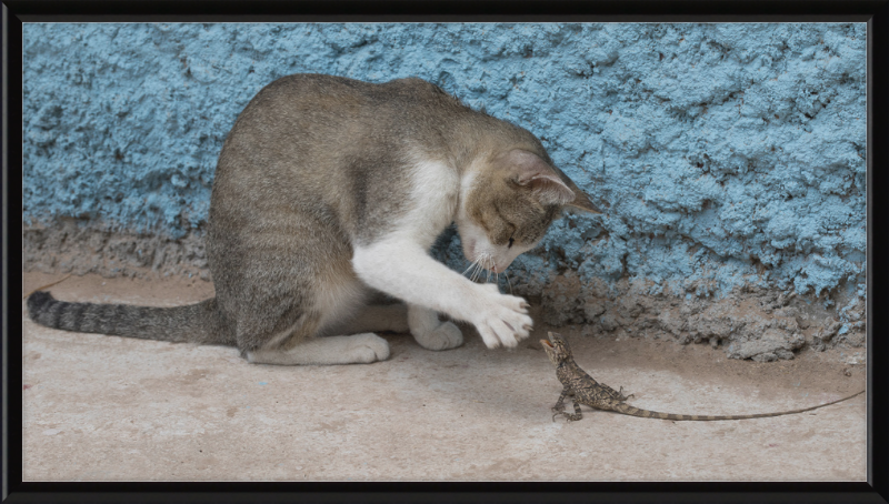 The Cat and the Lizard - Great Pictures Framed