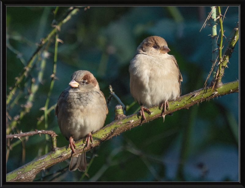 House Sparrows - Great Pictures Framed