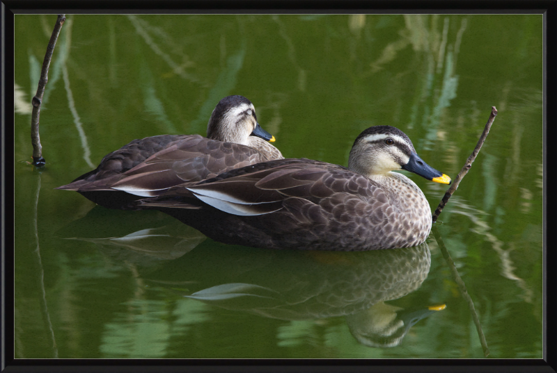 Spot-billed Duck, Tennoji Park, Osaka, Japan - Great Pictures Framed