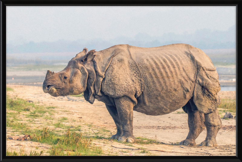 Indian Rhinoceros - Great Pictures Framed