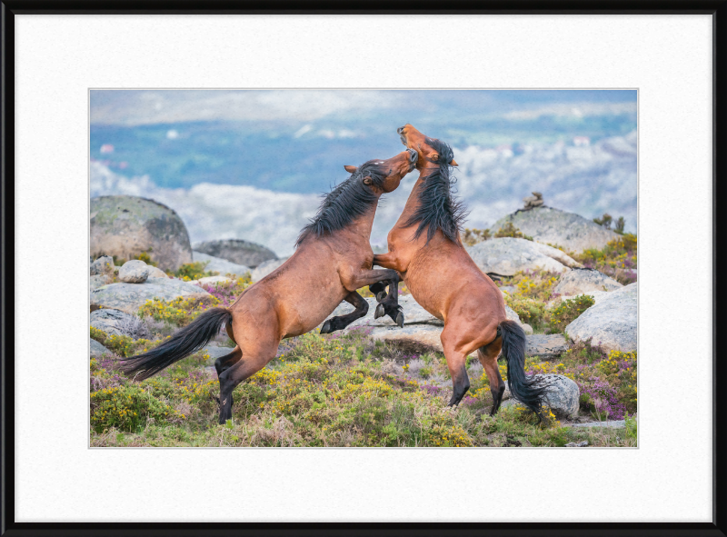 Garranos Fight - Great Pictures Framed