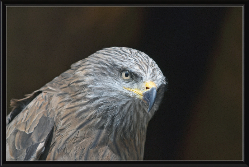 Milvus migrans - Great Pictures Framed