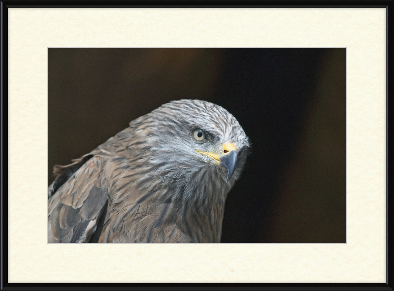 Milvus migrans - Great Pictures Framed