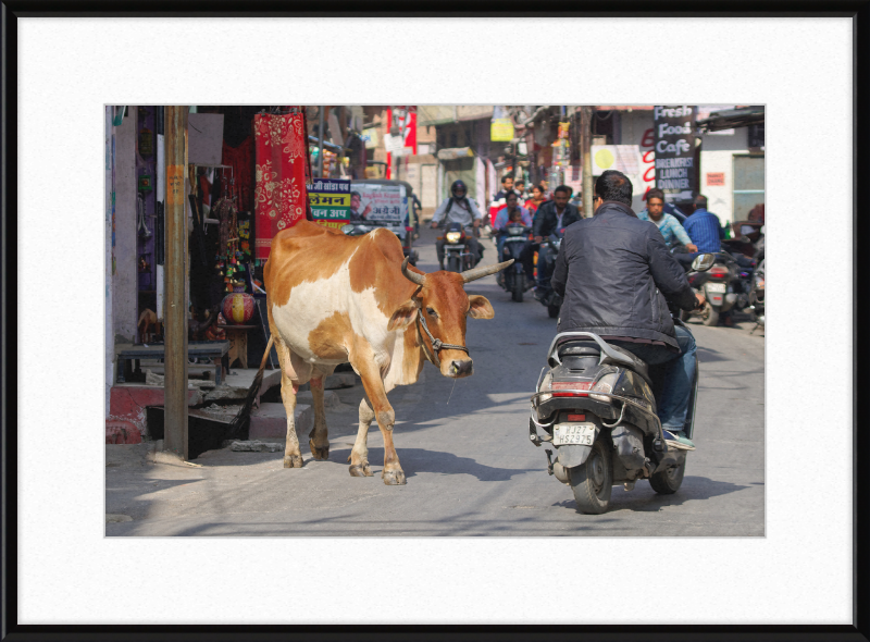 A Cow on the Streets of Udaipur - Great Pictures Framed