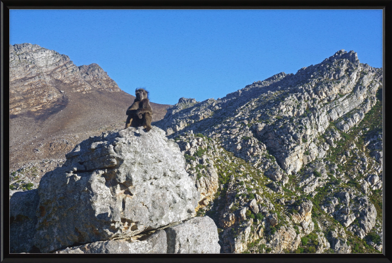 The Steenbras River Gorge Monkey - Great Pictures Framed