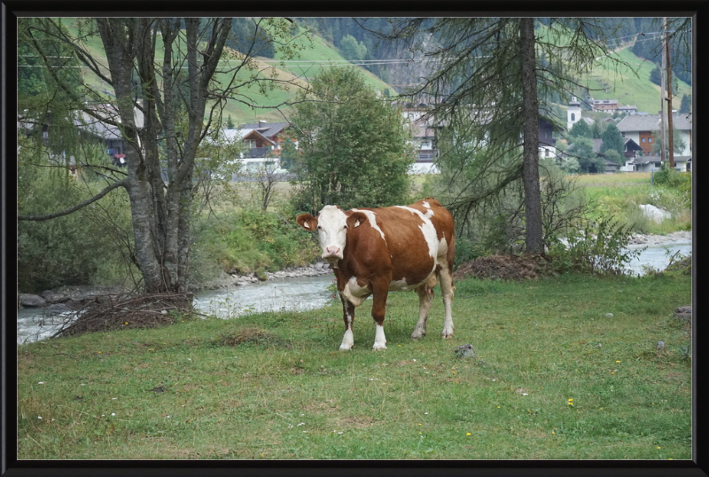 Gazing Cow on a Pasture Near St. Jakob in Defereggen - Great Pictures Framed