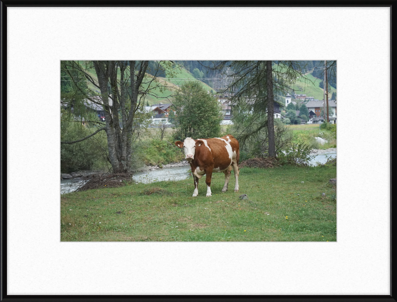 Gazing Cow on a Pasture Near St. Jakob in Defereggen - Great Pictures Framed