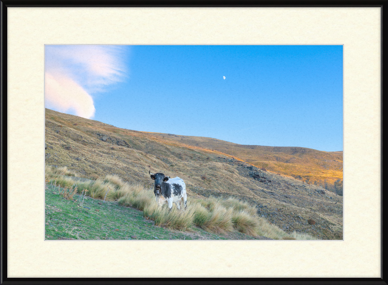 Cow in Sierra Nevada National Park - Great Pictures Framed