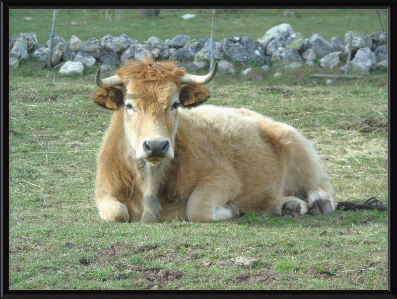 A Bull in San Emiliano - Great Pictures Framed