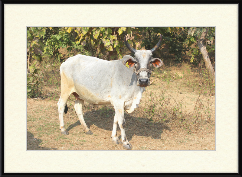 Bhopal Cow - Great Pictures Framed