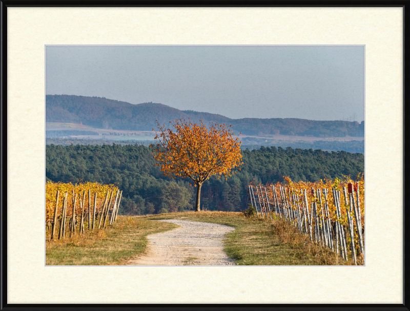 Volkach Hallburg Vineyard - Great Pictures Framed