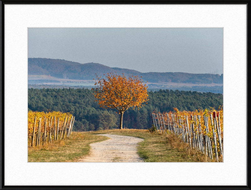 Volkach Hallburg Vineyard - Great Pictures Framed