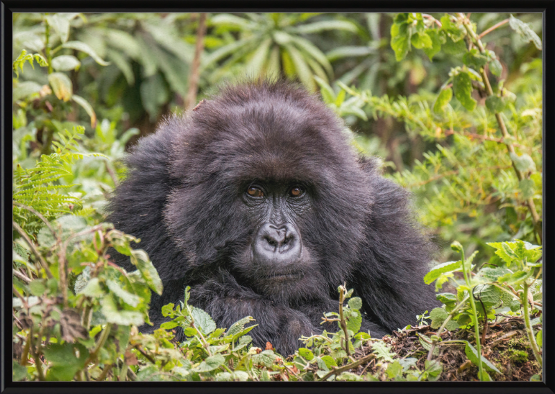 A Mountain Gorilla in Rwanda - Great Pictures Framed