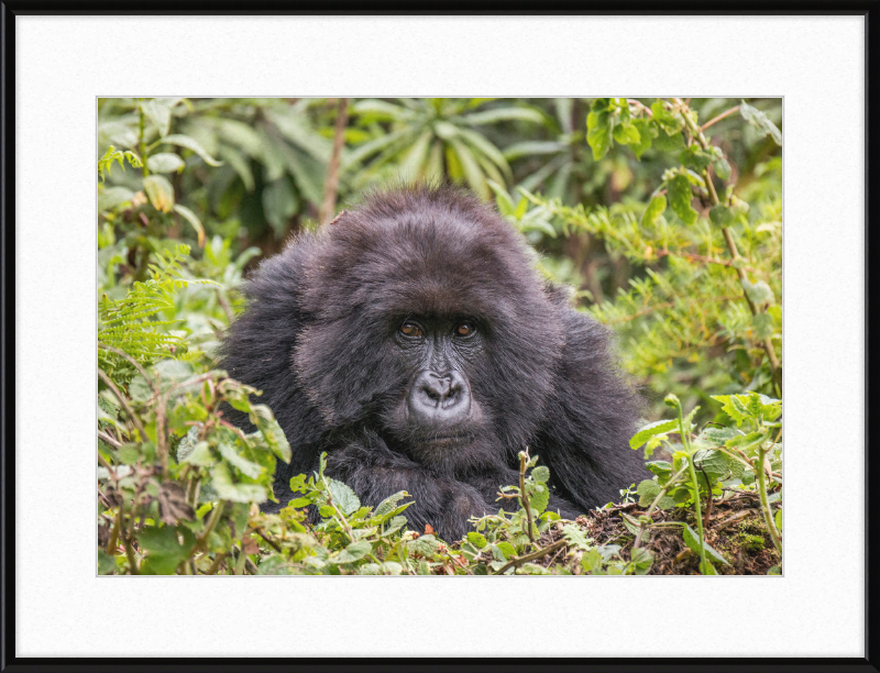 A Mountain Gorilla in Rwanda - Great Pictures Framed