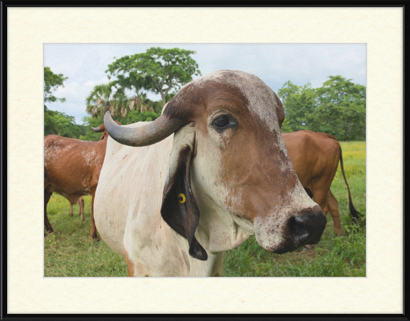 Cow in Balancán, Mexico - Great Pictures Framed