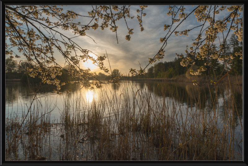 Oedlerteich in Kirchspiel, Dülmen - Great Pictures Framed