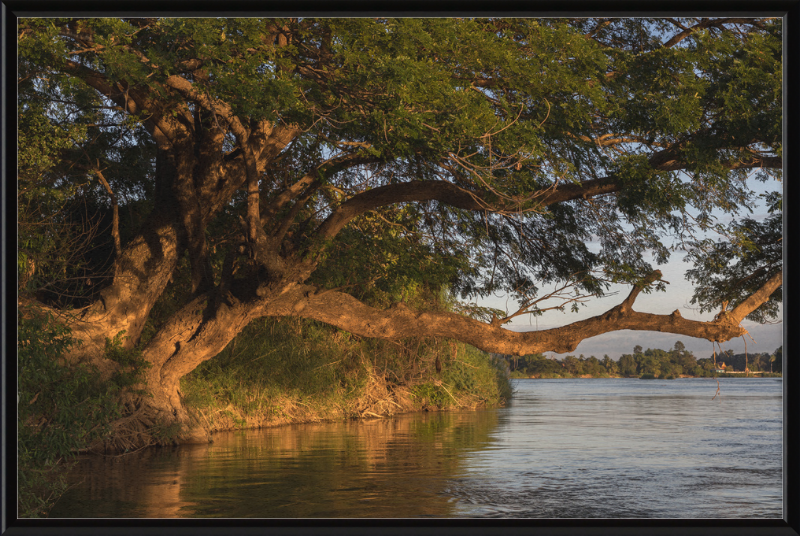 The Albizia Saman - Great Pictures Framed