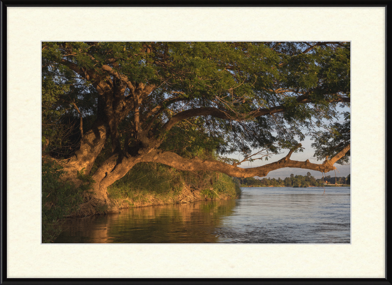 The Albizia Saman - Great Pictures Framed