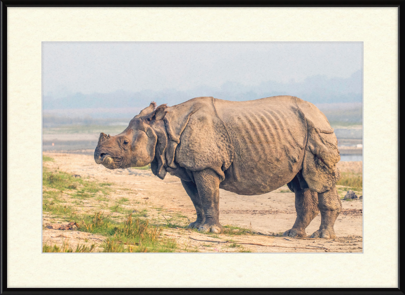 Indian Rhinoceros - Great Pictures Framed