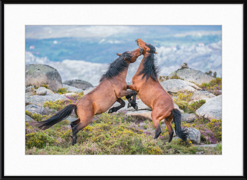 Garranos Fight - Great Pictures Framed