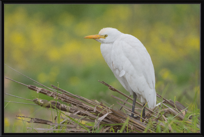 Cattle Egret on a Lake South of Tunis - Great Pictures Framed