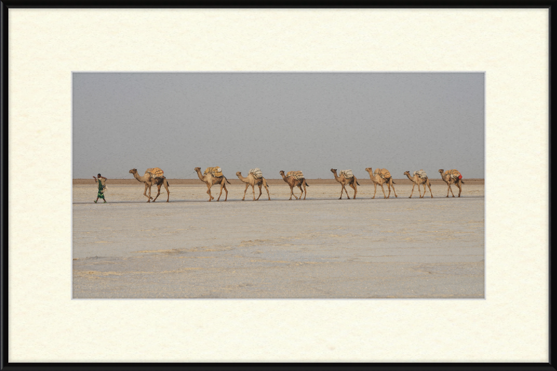 Camel Caravan - Great Pictures Framed