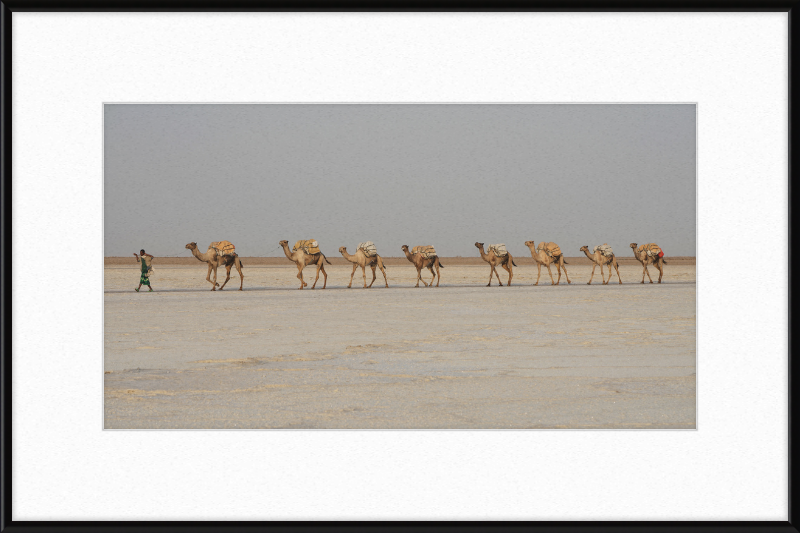 Camel Caravan - Great Pictures Framed