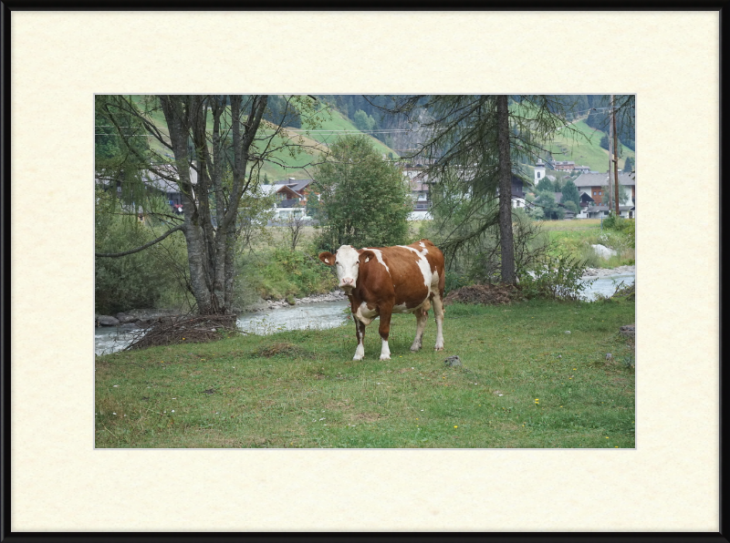 Gazing Cow on a Pasture Near St. Jakob in Defereggen - Great Pictures Framed