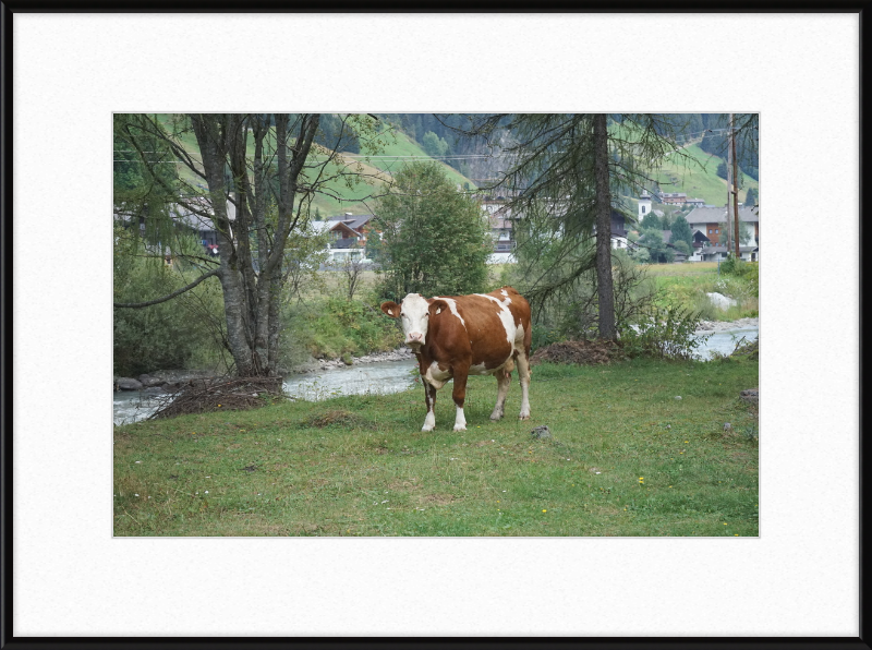 Gazing Cow on a Pasture Near St. Jakob in Defereggen - Great Pictures Framed