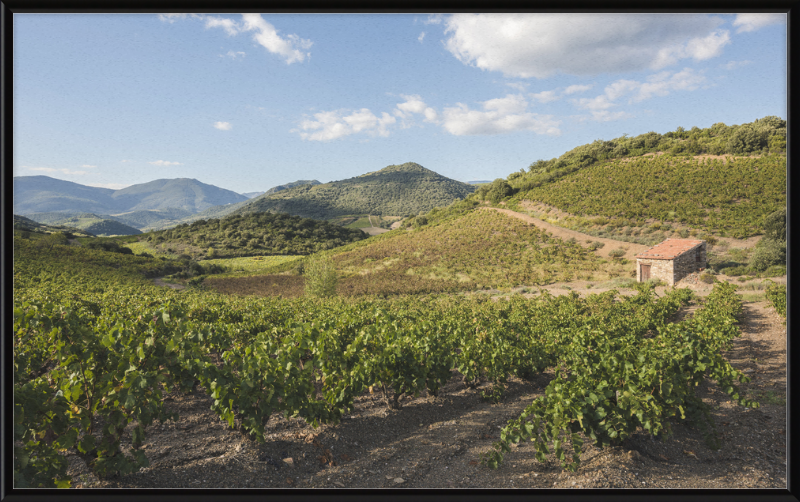 Hills and Vineyards near Roquebrun - Great Pictures Framed