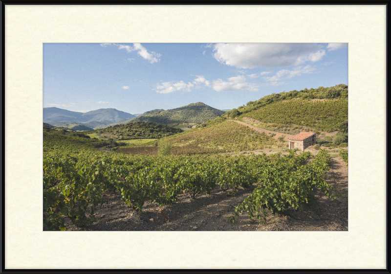 Hills and Vineyards near Roquebrun - Great Pictures Framed