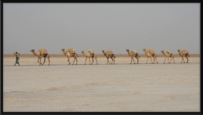 Camel Caravan - Great Pictures Framed