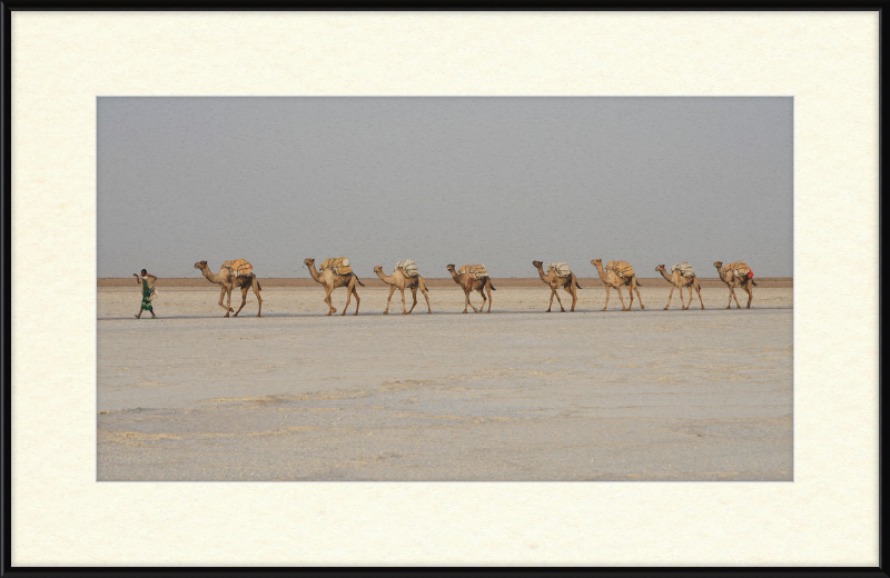 Camel Caravan - Great Pictures Framed