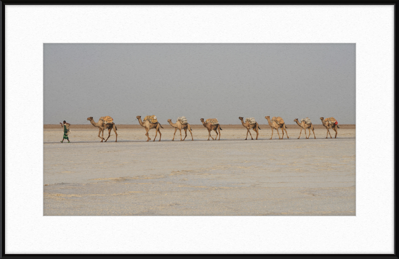 Camel Caravan - Great Pictures Framed